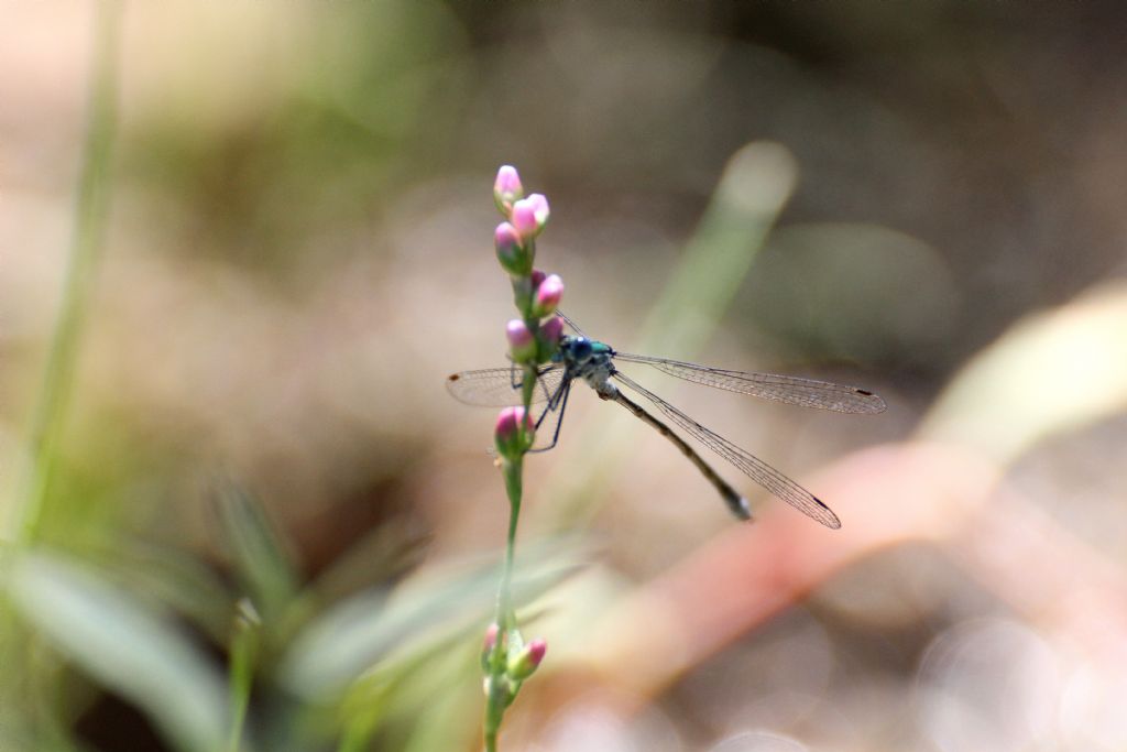 Lestes virens? no, sponsa